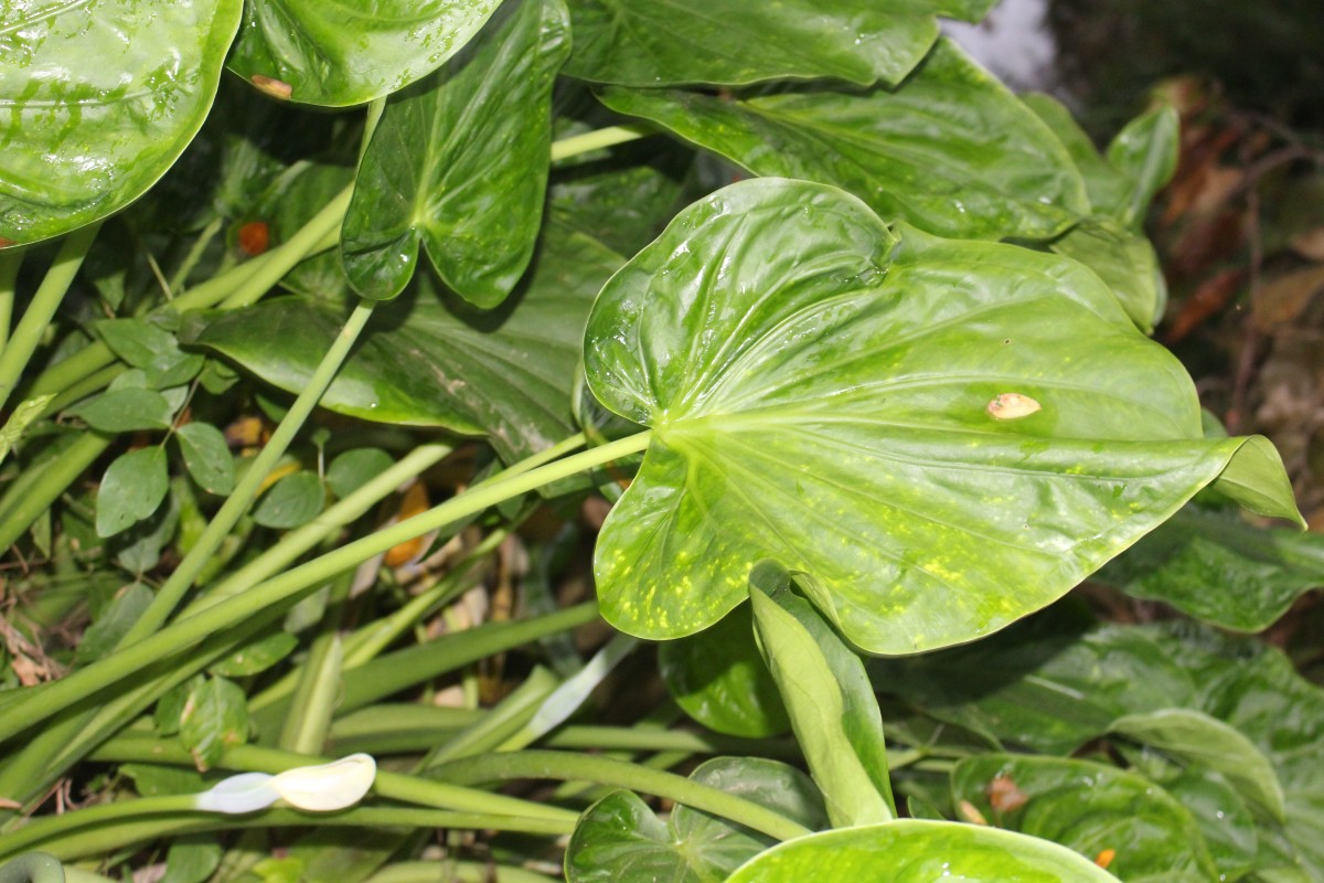 Alocasia cucullata (Lour.) G.Don